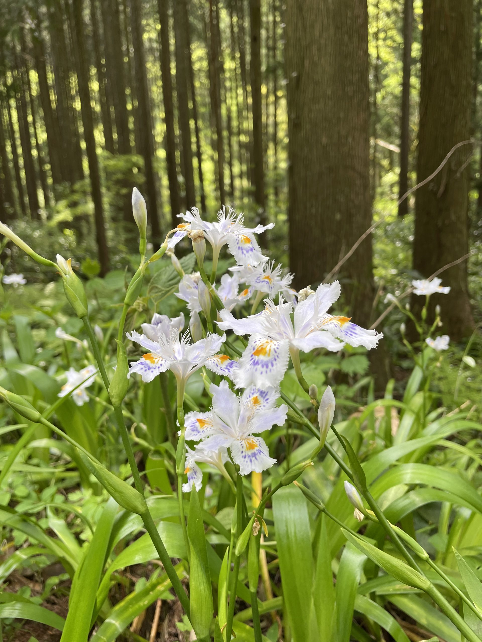 桜から新緑へ